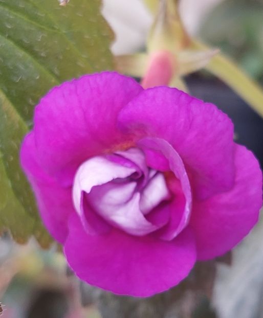  - PURPLE MYSTERY