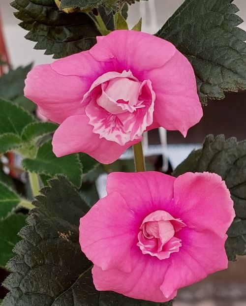  - RF-S KING FAVORITE