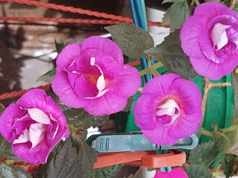  - PURPLE MYSTERY