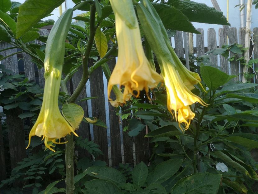  - Brugmansii 2022
