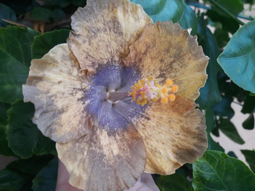  - Hibi Bo Den Beethoven Squared