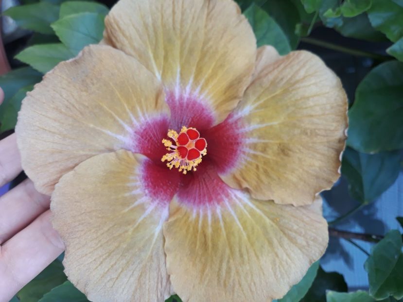  - hibi creme de cacao