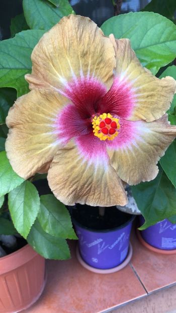 IMG-20220829-WA0004 - hibi creme de cacao