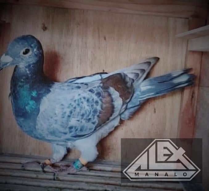  - Nu îmi aparțin 5