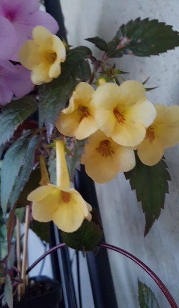  - Yellow Beauty p