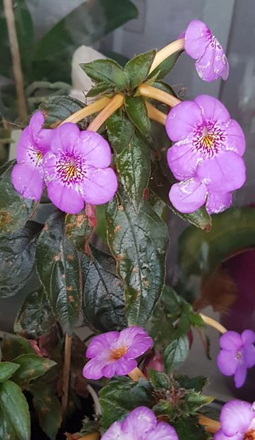 Cred ca i se apropie sfarsitul sezonului. - Electra_