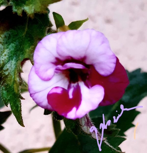 Cherry Blossom - Achimenes