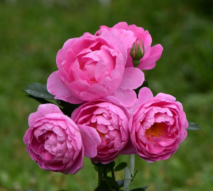 Royal Jubilee (tufa) 60 - Toamna 2025