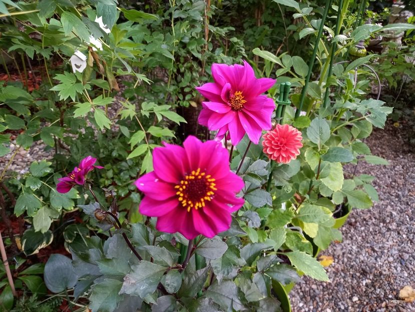  - Grădina 2022 continuare 3