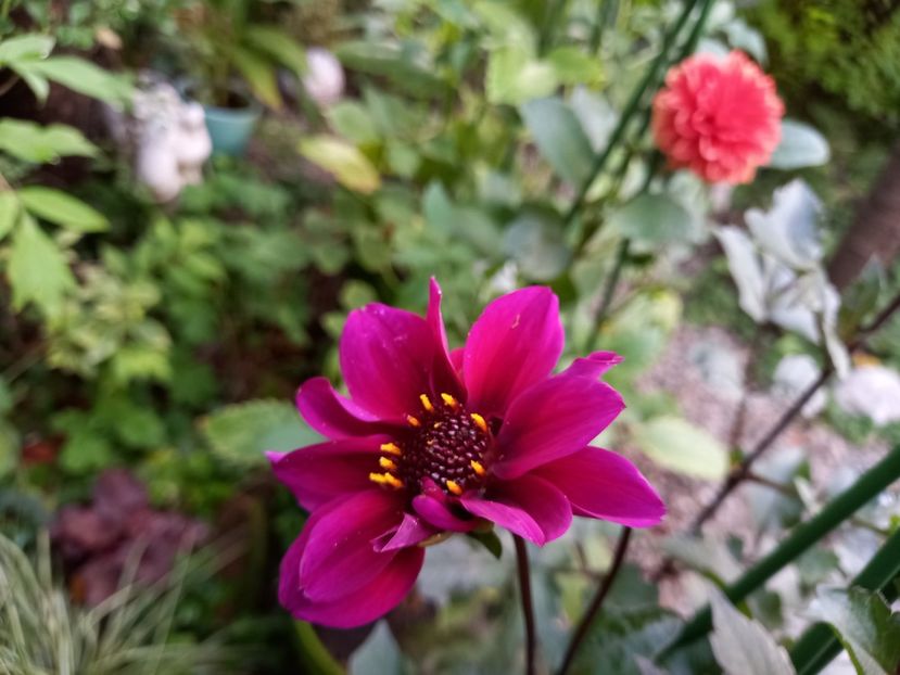  - Grădina 2022 continuare 3