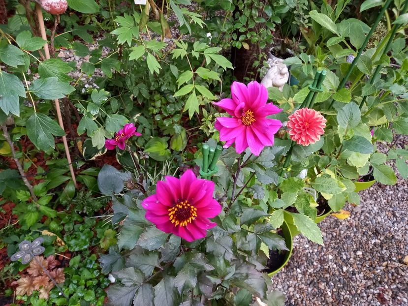  - Grădina 2022 continuare 3