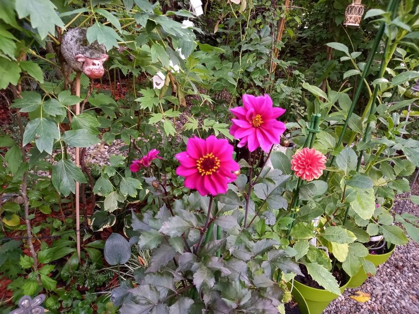  - Grădina 2022 continuare 3