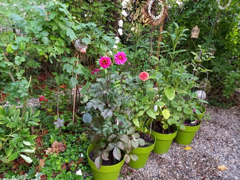  - Grădina 2022 continuare 3