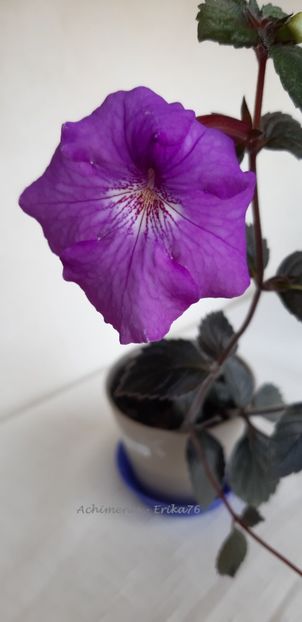 2020 - RF_s Patricia Paiola Scalco