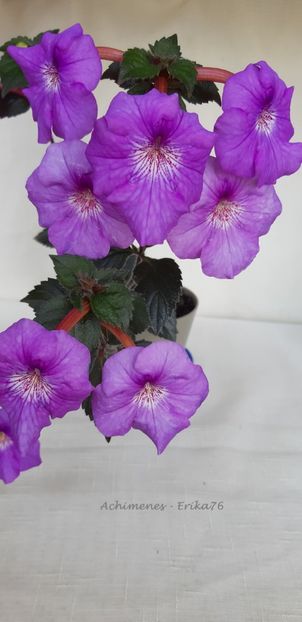  - RF_s Patricia Paiola Scalco