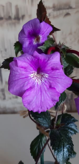 2021 - RF_s Patricia Paiola Scalco