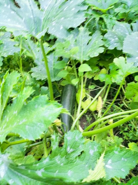 IMG20220829190302 - August 2022