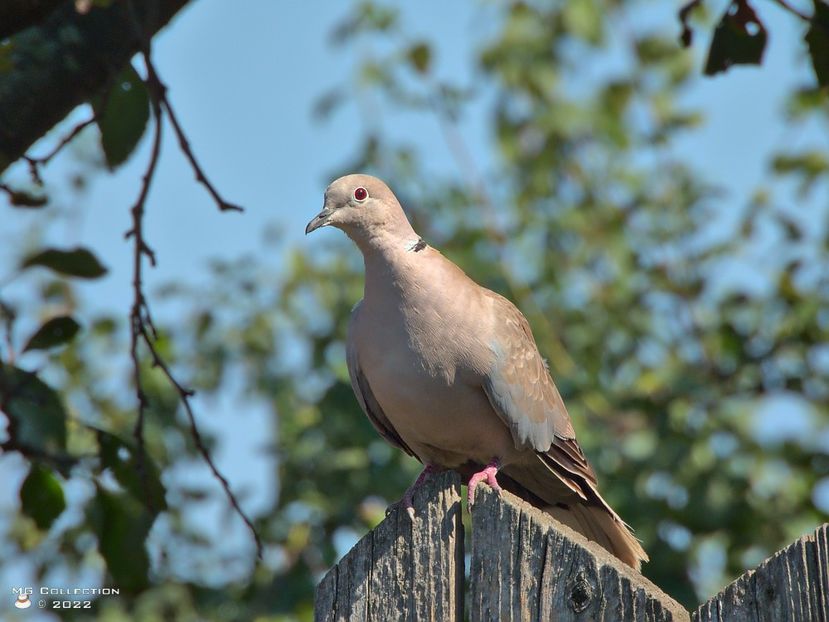 Gugu 1 - PASARI - BIRDS