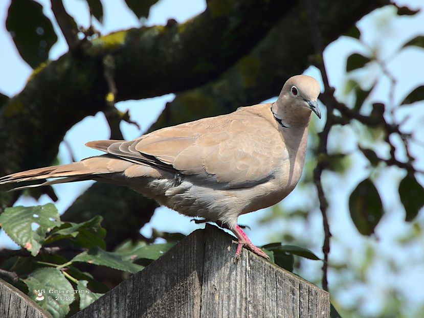 Gugu 2 - PASARI - BIRDS