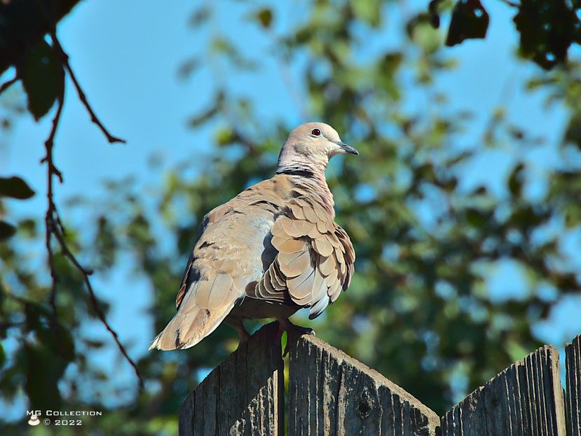 Gugu 3 - PASARI - BIRDS