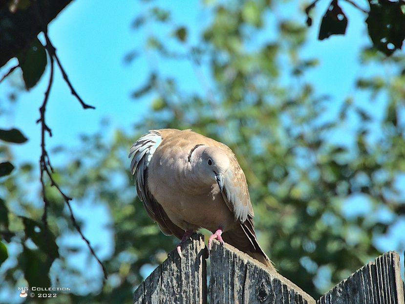 Gugu 4 - PASARI - BIRDS