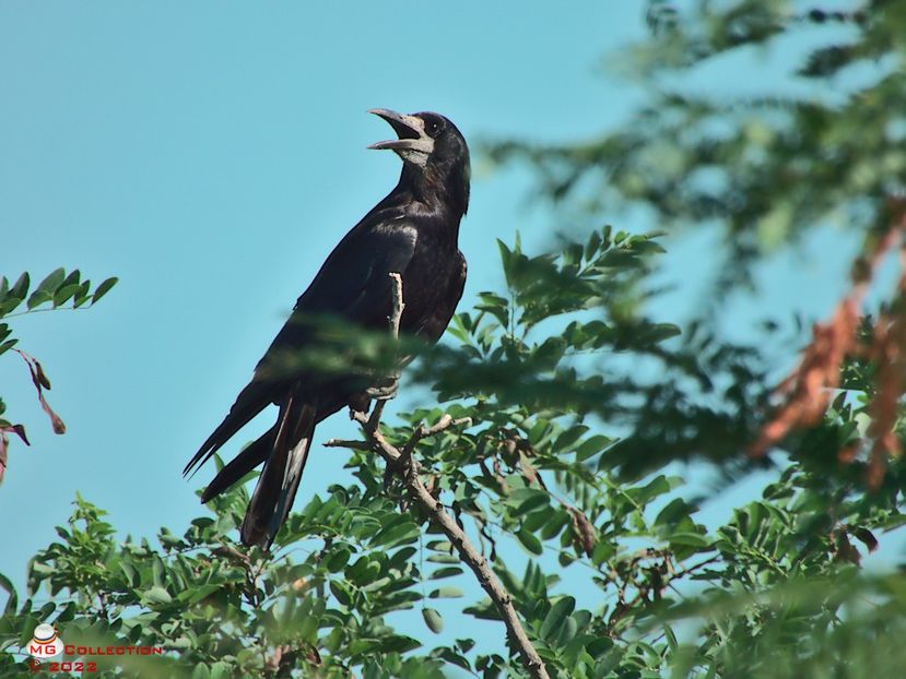 w-Ascultati aici!-Listen to me ! - PASARI - BIRDS