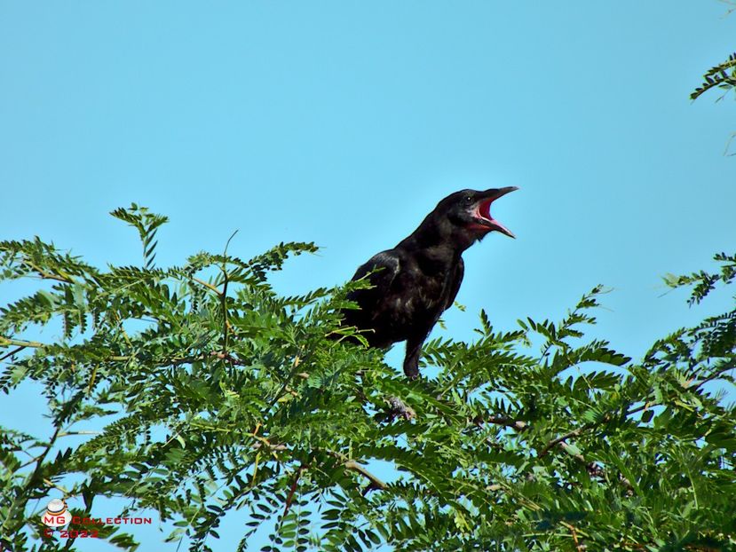 w-Cioara suparata-Angry Crow - PASARI - BIRDS