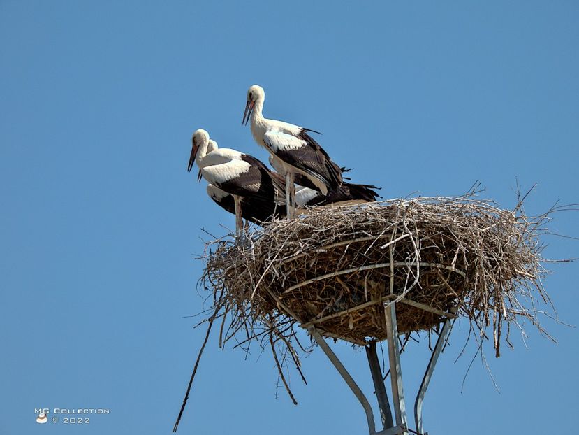 w-Cuib de berze-Storks nest 2 - PASARI - BIRDS