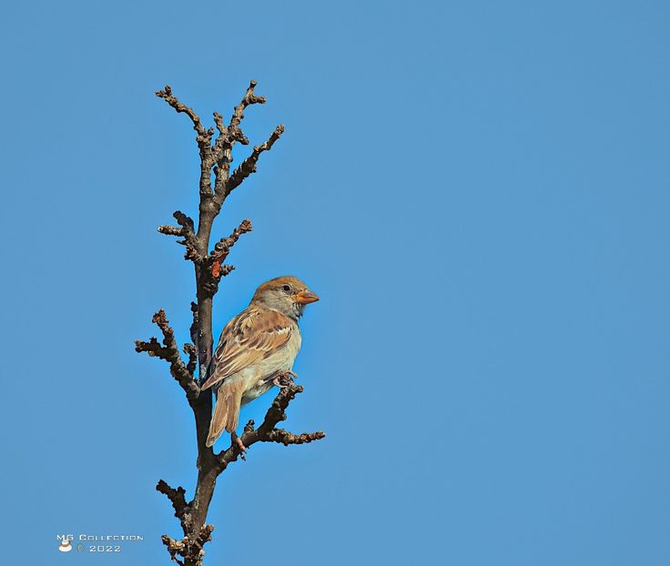 w-Vrabie-Sparrow - PASARI - BIRDS