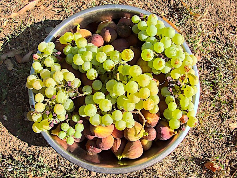Fructe de toamna-Autumn fruits - FRUCTE-FRUITS