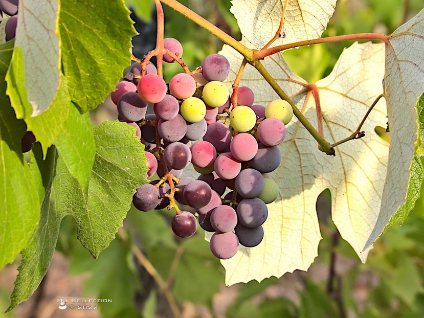 Struguri-Grapes - FRUCTE-FRUITS