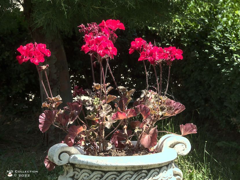 w-Flori-Flowers - FLORI - FLOWERS