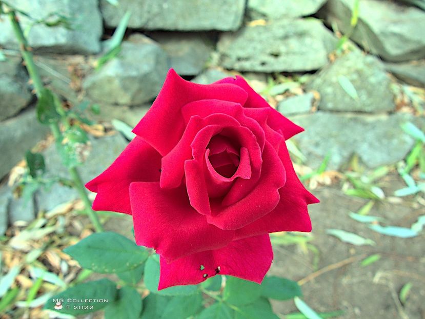 w-Red Rose - FLORI - FLOWERS
