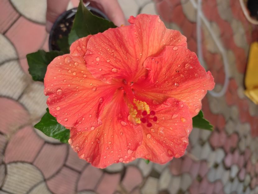  - MANDARIN WIND