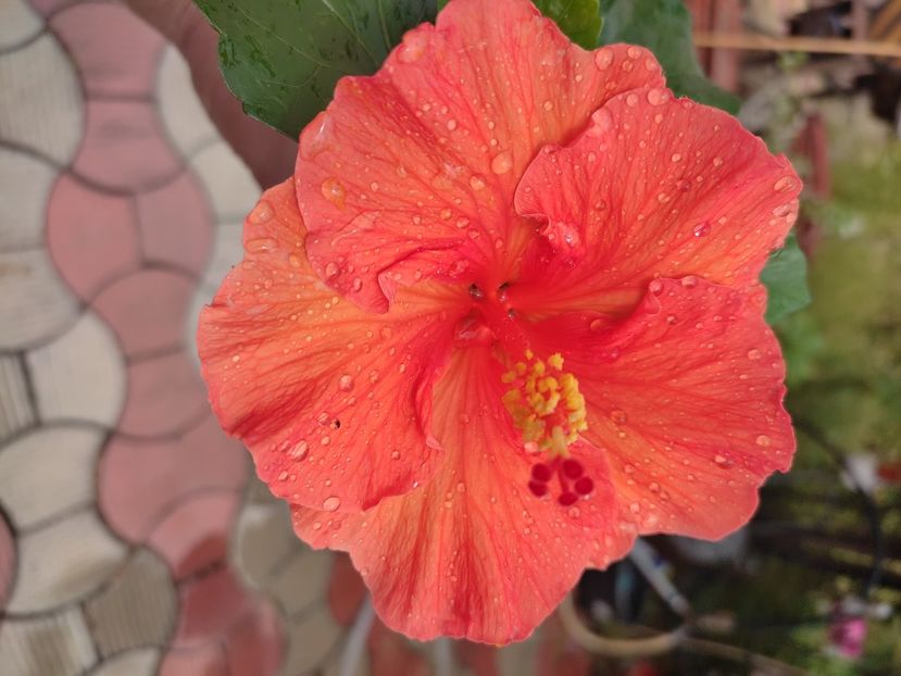  - MANDARIN WIND