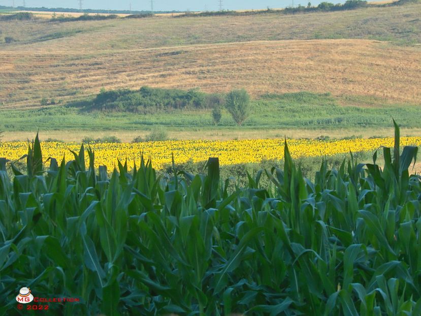 w-Camp cu floarea soarelui si porumb-Corn and sunflower field - PEISAJE-PARCURI-PARKS-LANDSCAPES