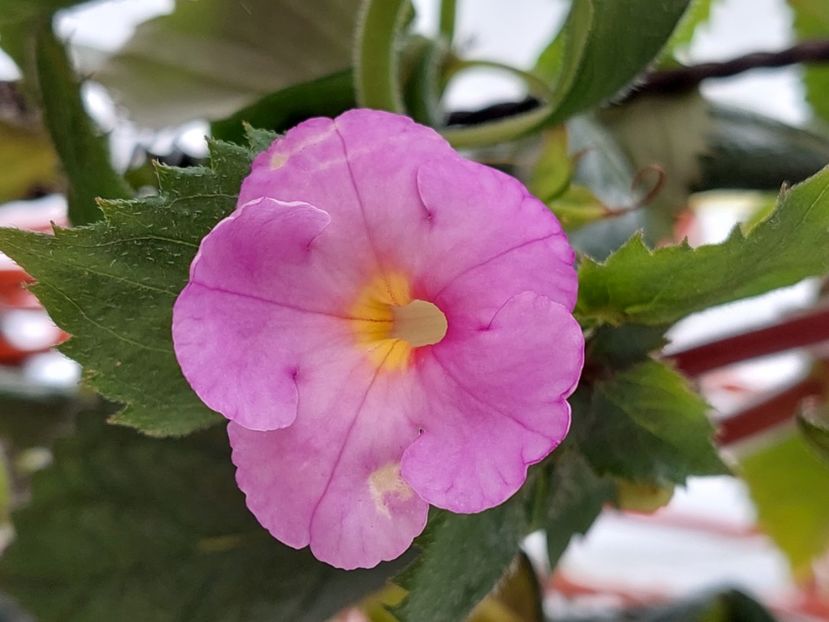  - BRID-S MORGENSONNE