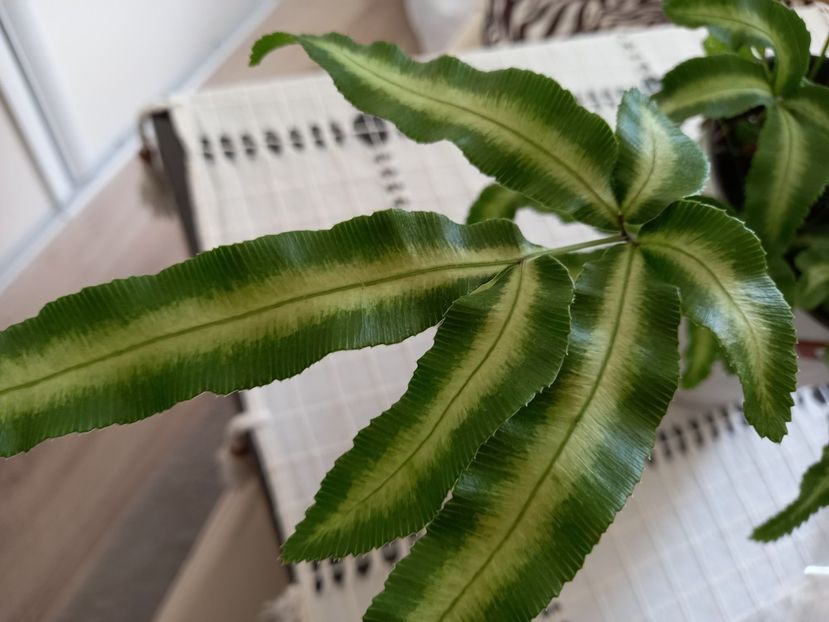  - Plante verzi de apartament