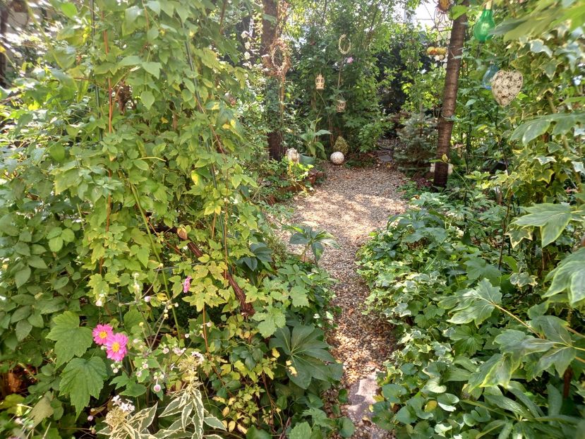 30.08.2022 - Grădina 2022 continuare 3