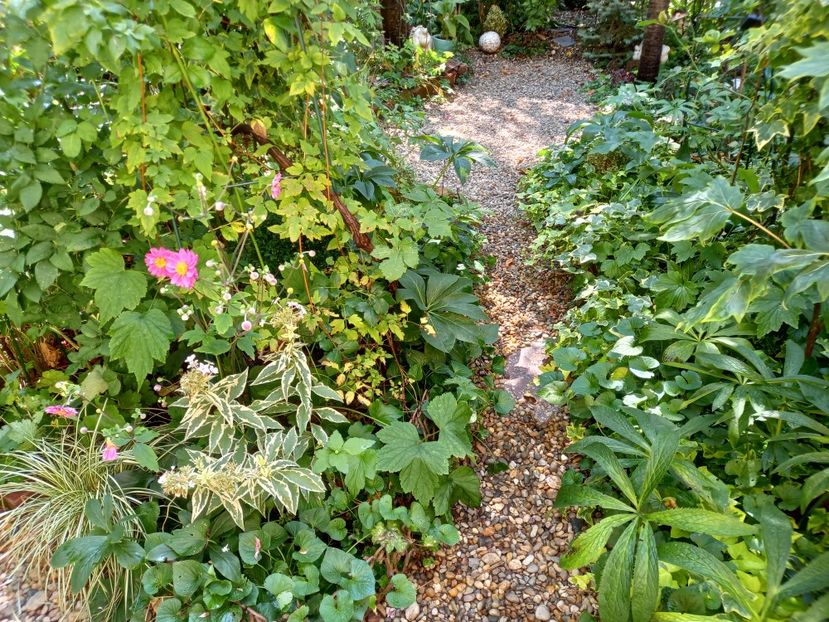  - Grădina 2022 continuare 3