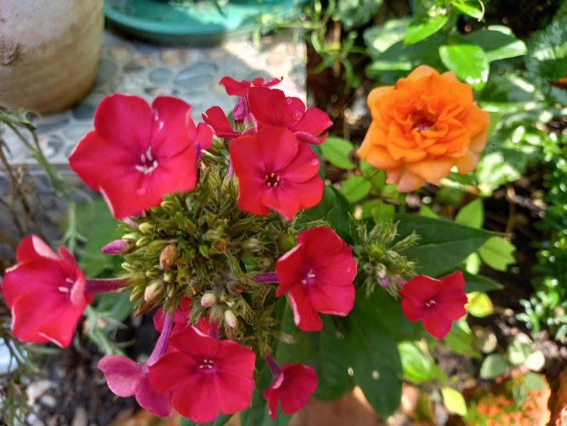  - Grădina 2022 continuare 3