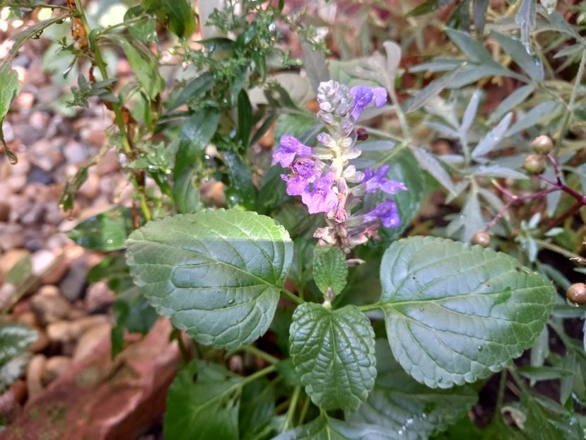  - Grădina 2022 continuare 3