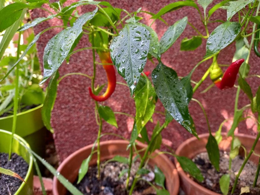  - Grădina 2022 continuare 3