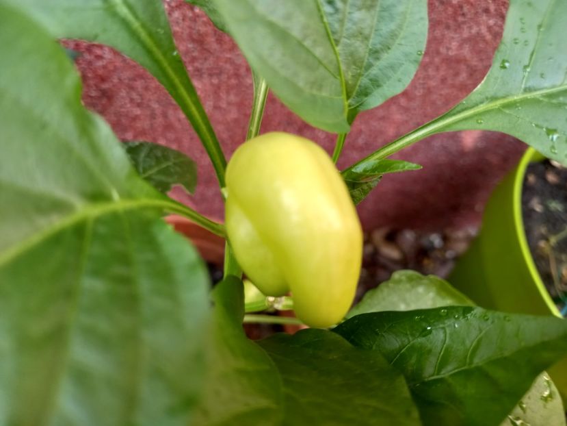  - Grădina 2022 continuare 3