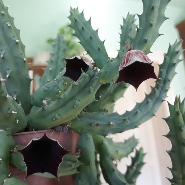  - CACTUSI SI SUCULENTE