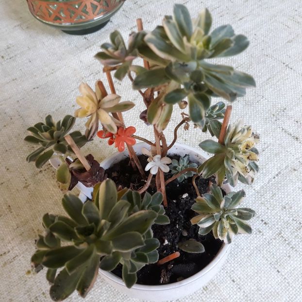  - CACTUSI SI SUCULENTE