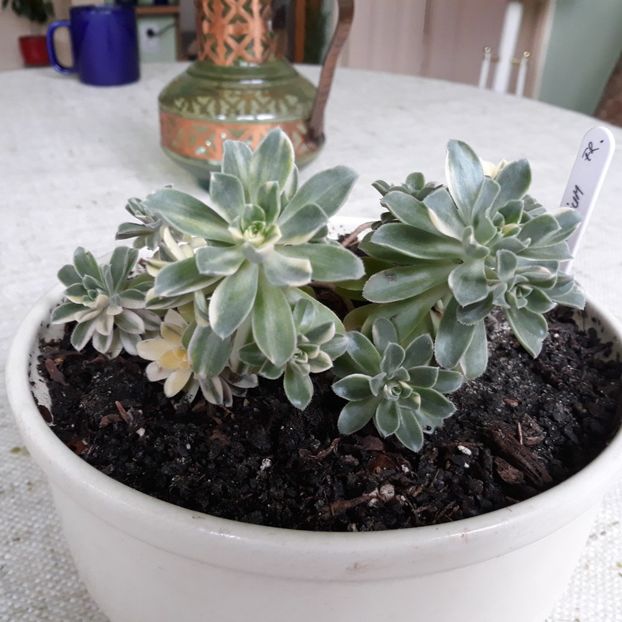  - CACTUSI SI SUCULENTE