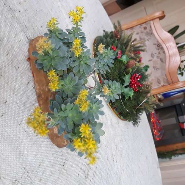  - CACTUSI SI SUCULENTE