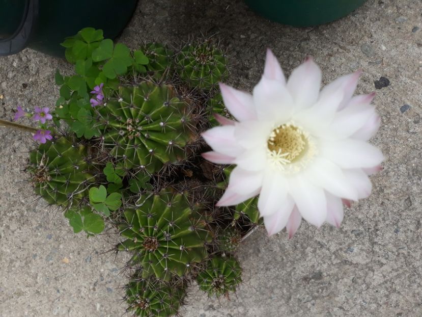  - CACTUSI SI SUCULENTE