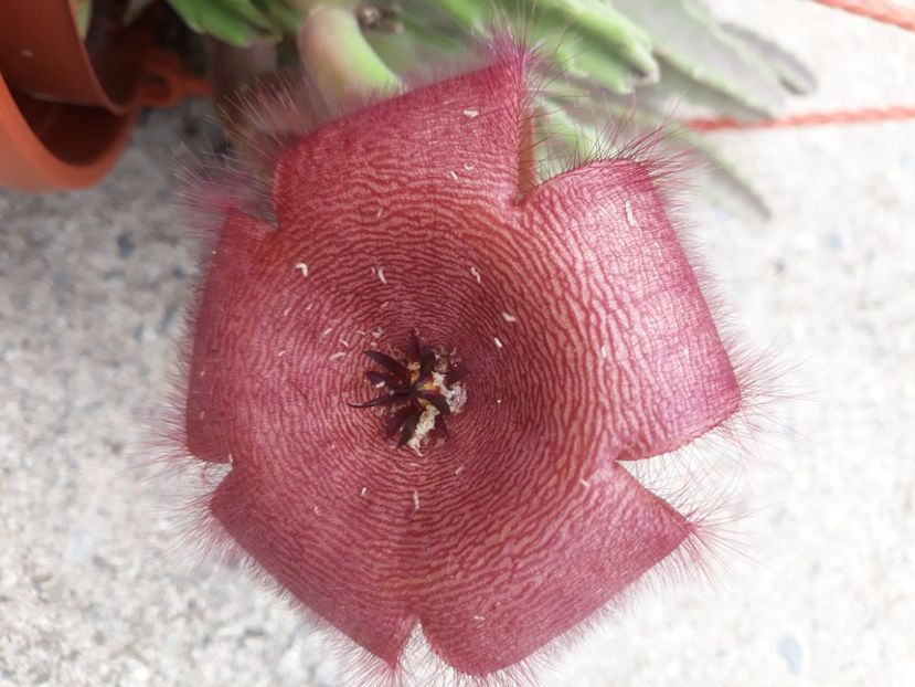  - CACTUSI SI SUCULENTE